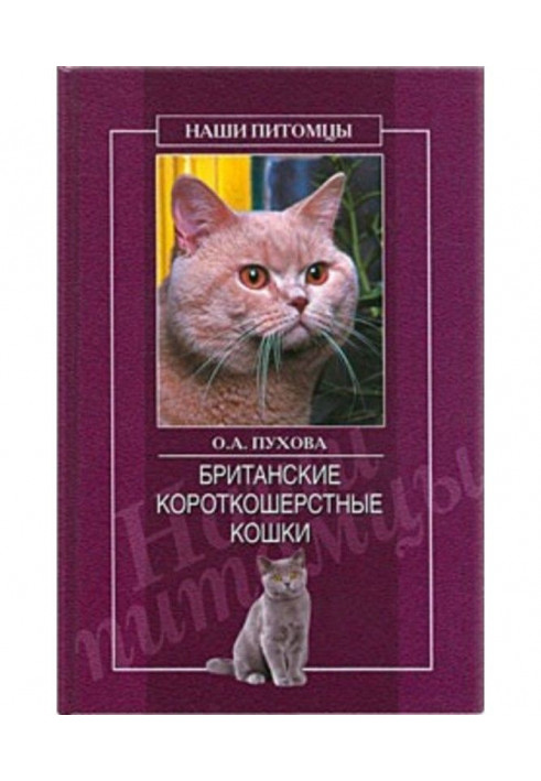 Британские короткошерстные кошки