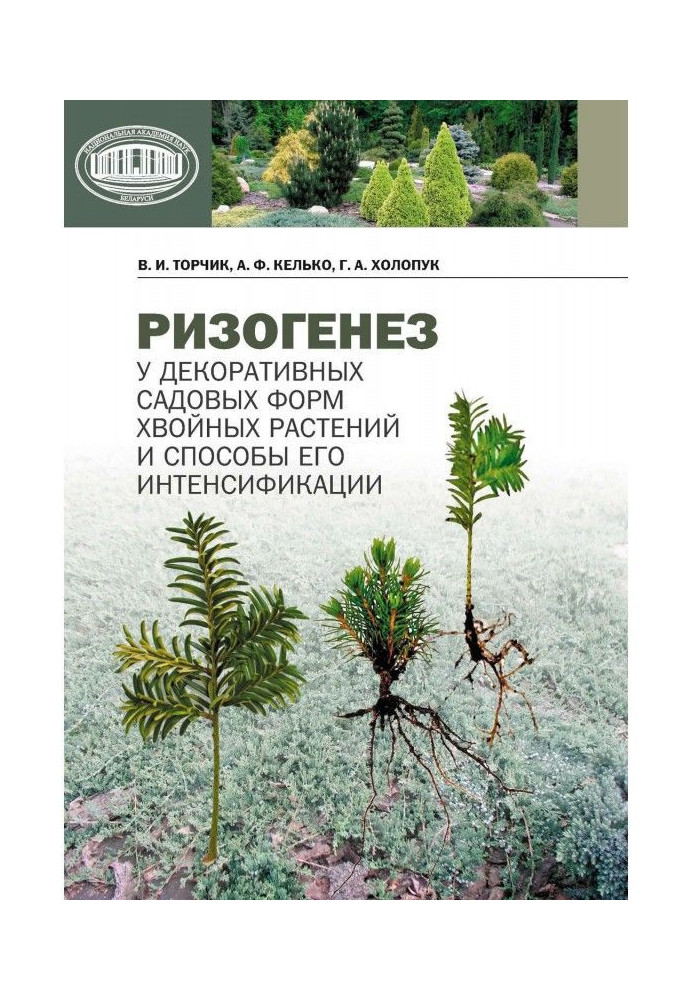 Ризогенез at the decorative garden forms of coniferous plants and methods of his intensification