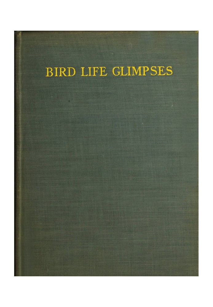 Bird Life Glimpses