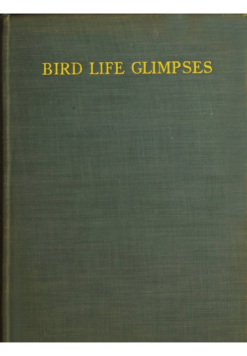 Bird Life Glimpses