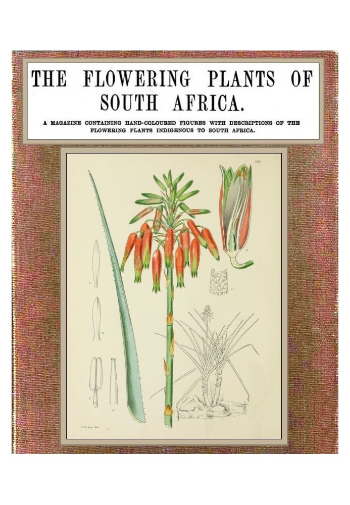 The flowering plants of South Africa; vol. 4