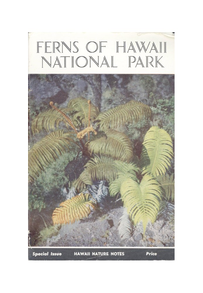 Ferns of Hawaii National Park