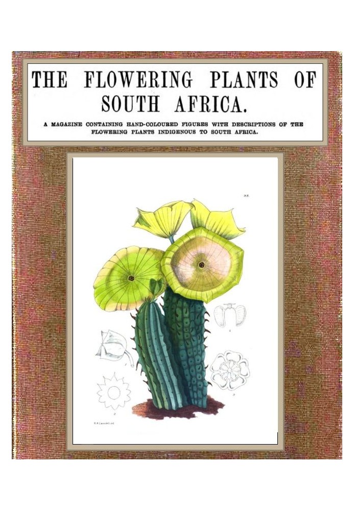 The flowering plants of South Africa; vol. 3