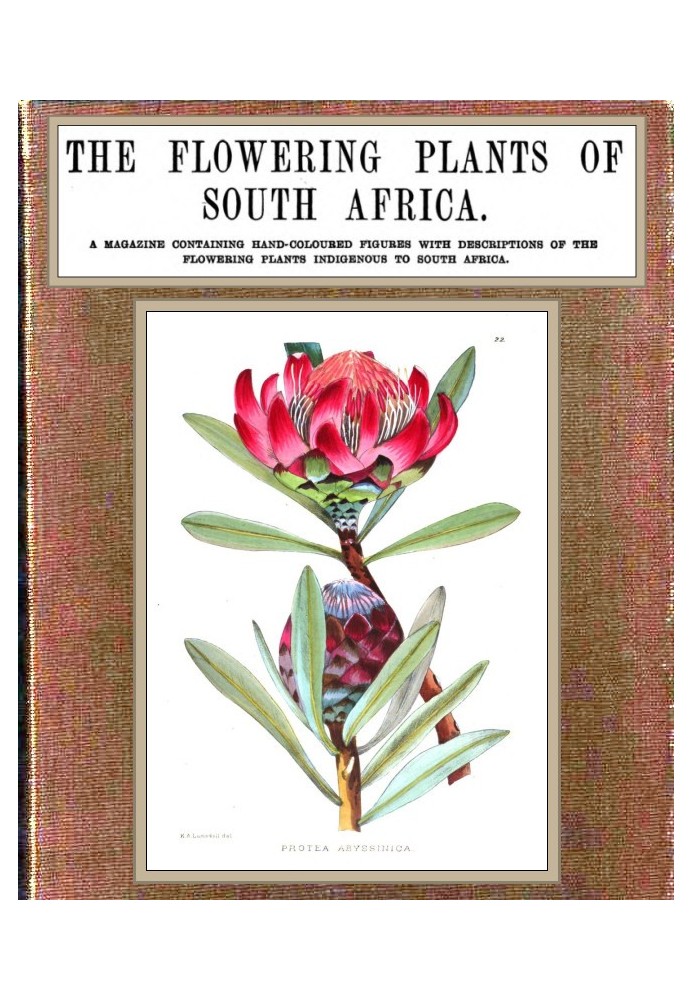 The flowering plants of South Africa; vol. 1