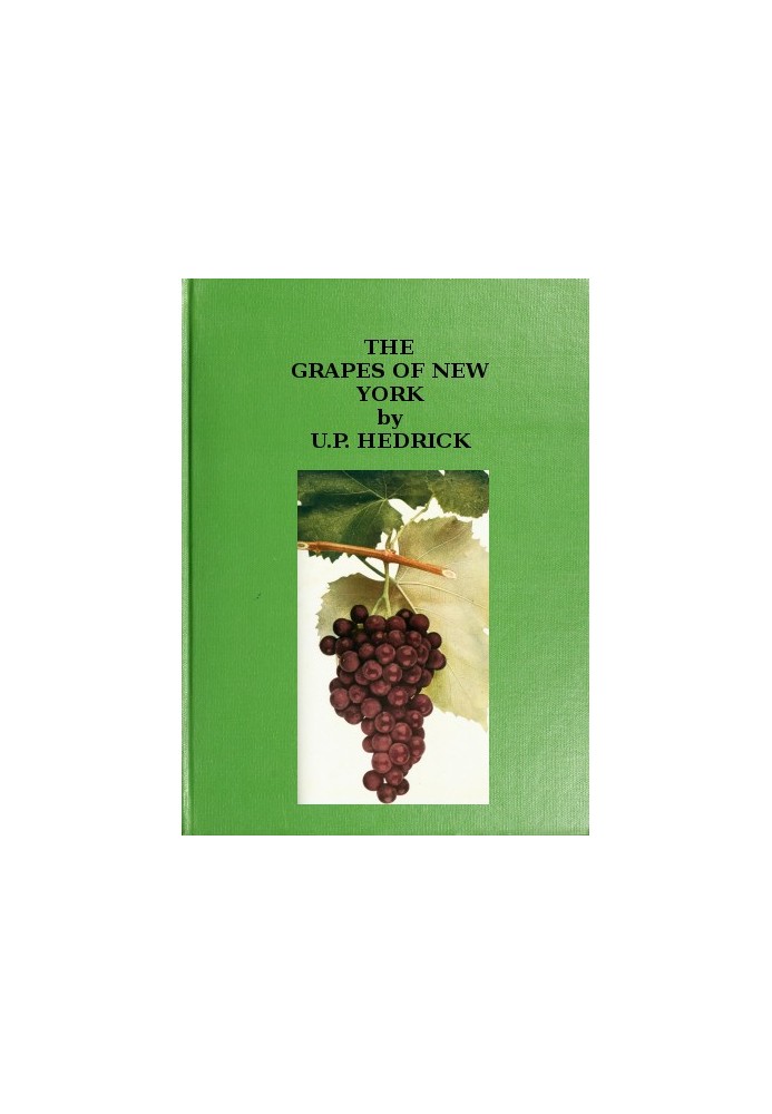 The grapes of New York