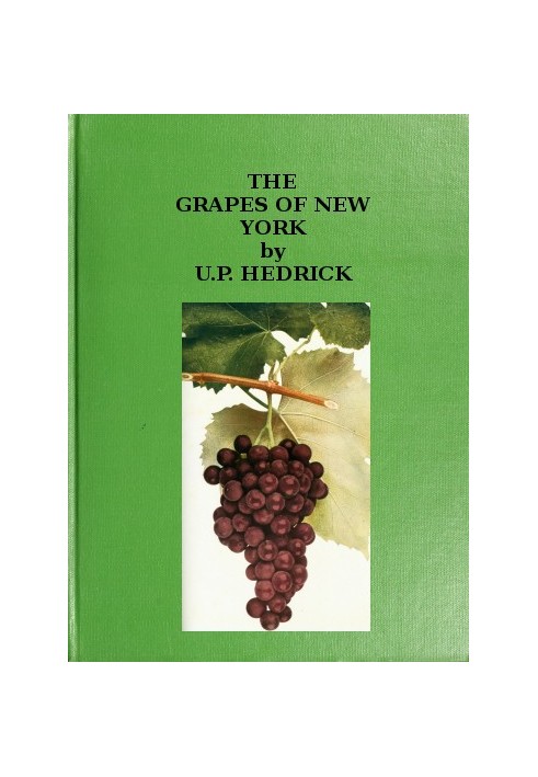 The grapes of New York