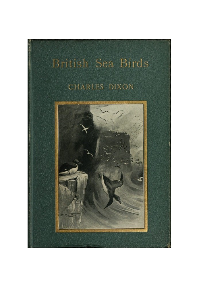 British Sea Birds