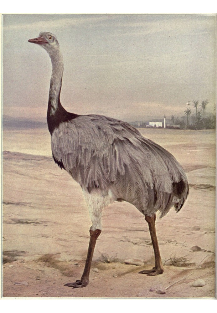 Birds Illustrated by Color Photography, Vol. 3, No. 5