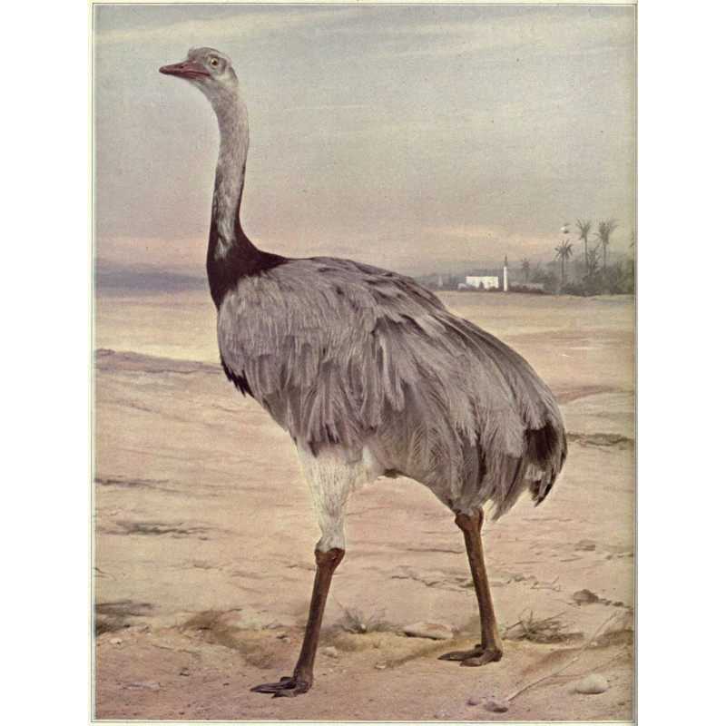 Птицы, иллюстрированные...