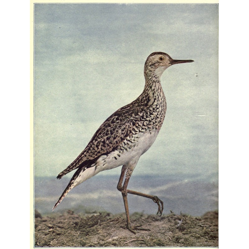 Birds Illustrated by Color...