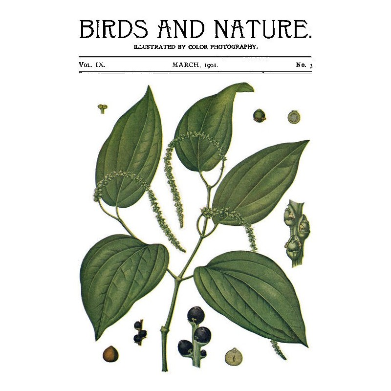 Birds and Nature Vol. 09...