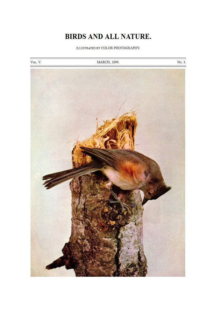 Birds and All Nature, Vol. 5, No. 3, March 1899 Illustrated by Color Photography