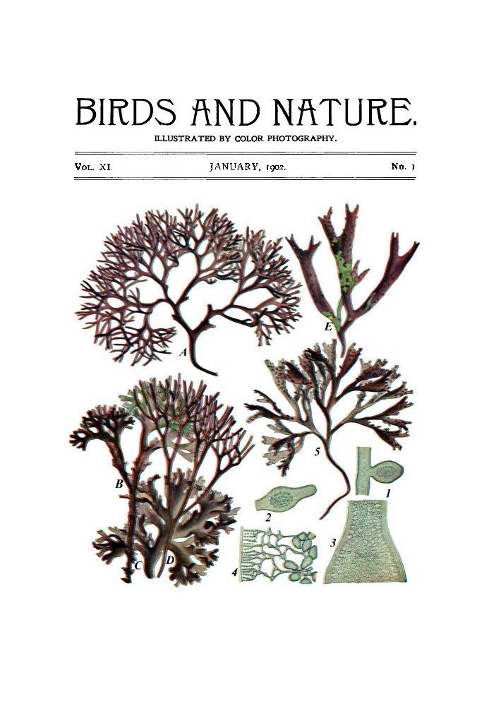 Birds and Nature Vol. 11 No. 1 [January 1902] Illustrated by Color Photography