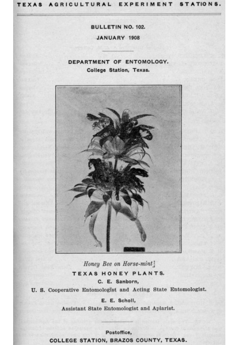 Texas Honey Plants