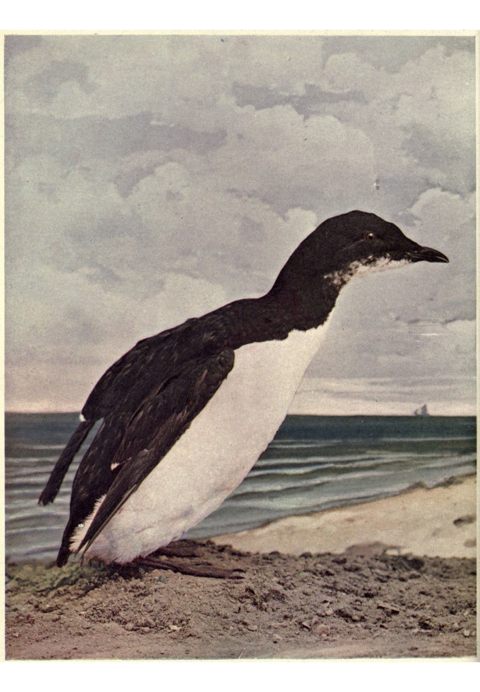 Birds Illustrated by Color Photography, Vol. 3, No. 6, June 1898