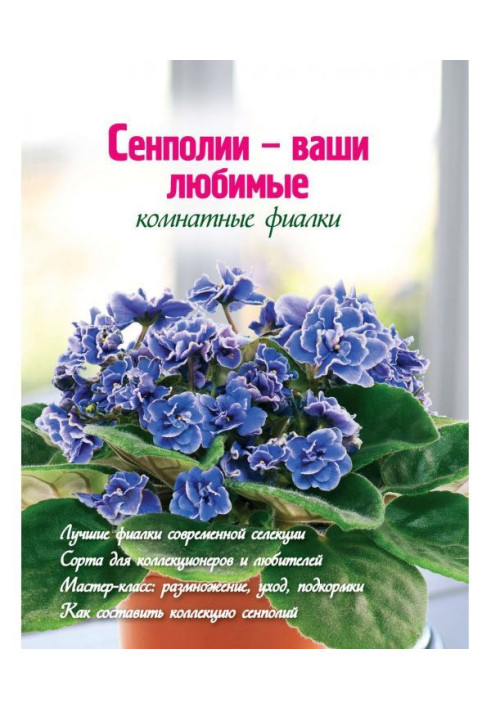 Сенполии are your favourite room violets