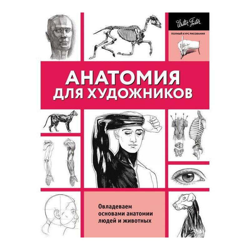 Анатомия для художников