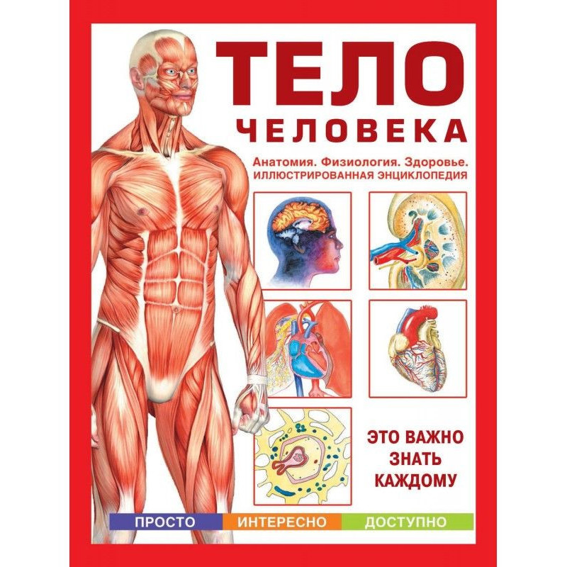 Body of man. Anatomy....