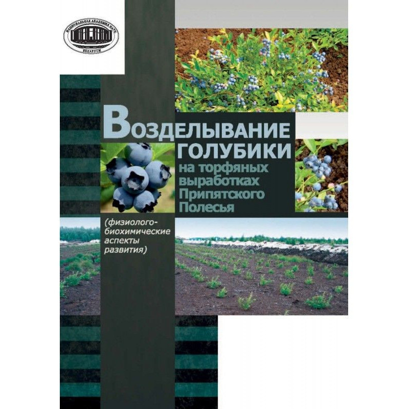 Возделывание голубики на...