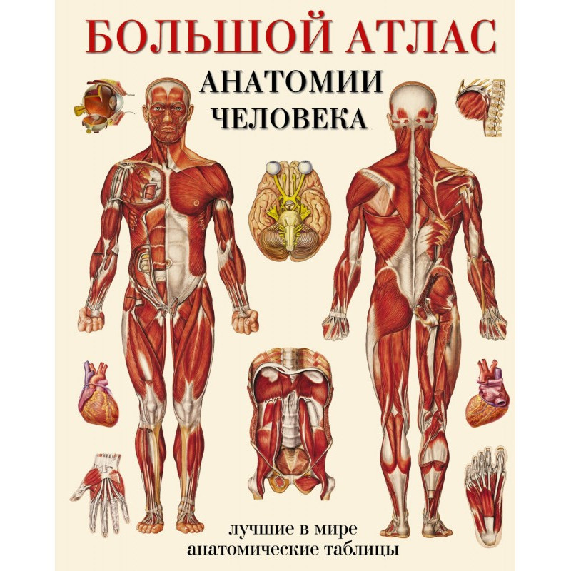Large atlas of anatomy of...