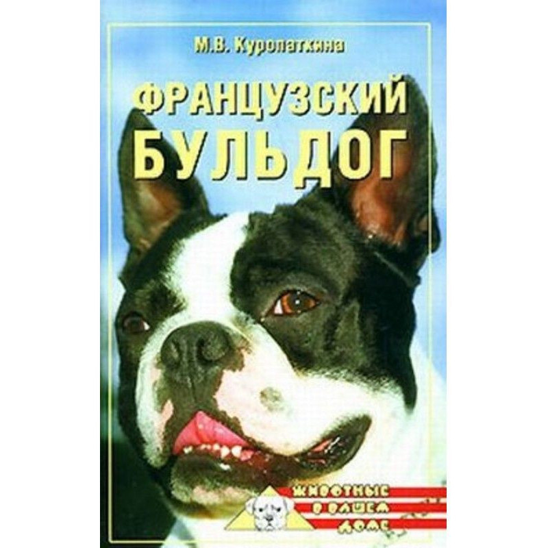 French bulldog