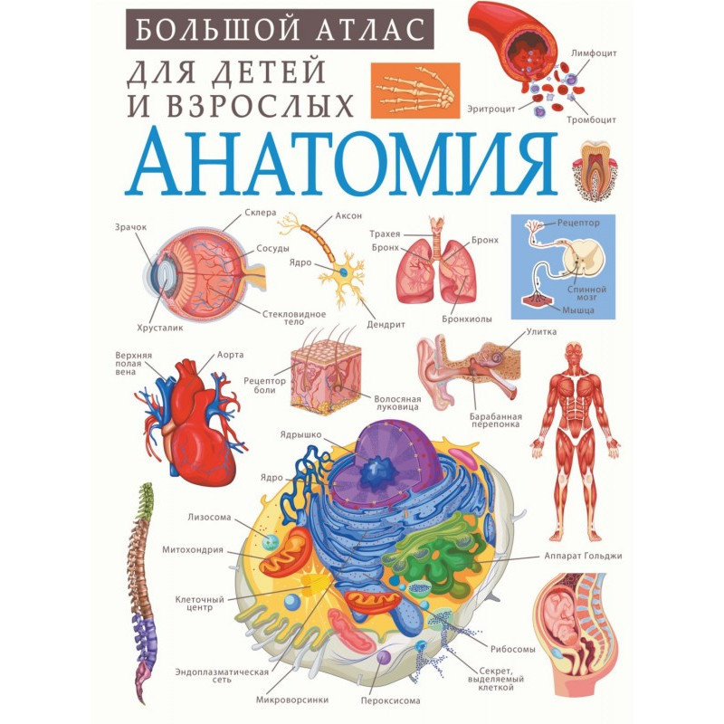 Анатомия