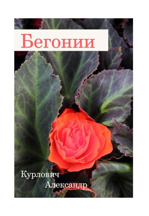 Begonias