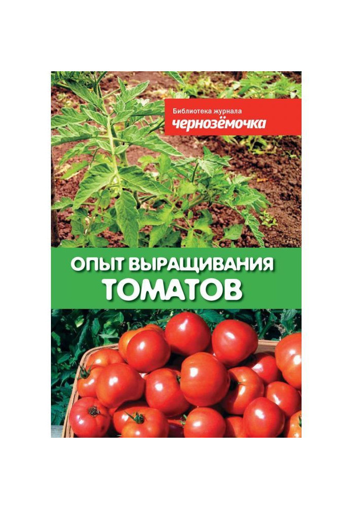 Experience of growing of tomatoes