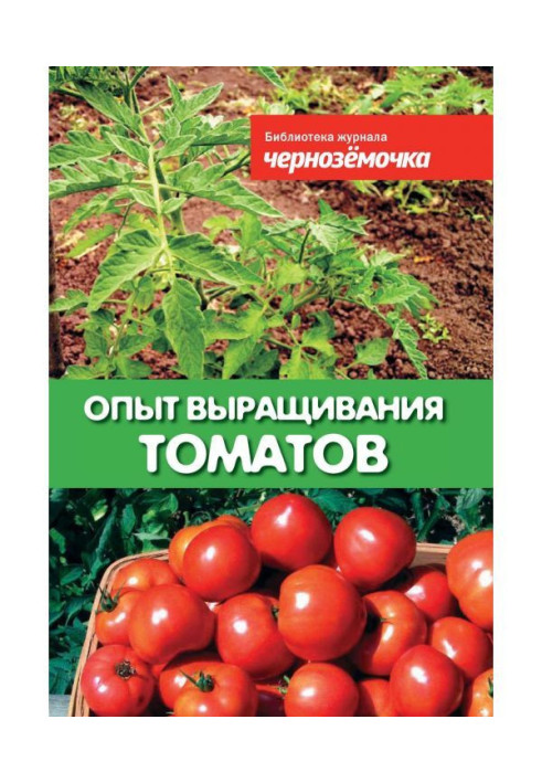 Experience of growing of tomatoes