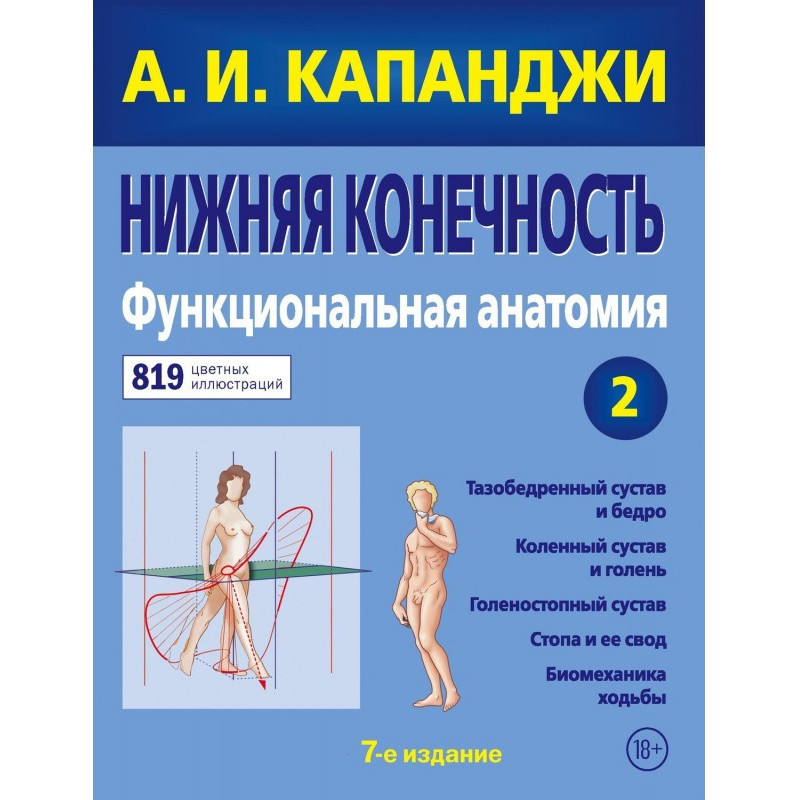 Нижня кінцівка....