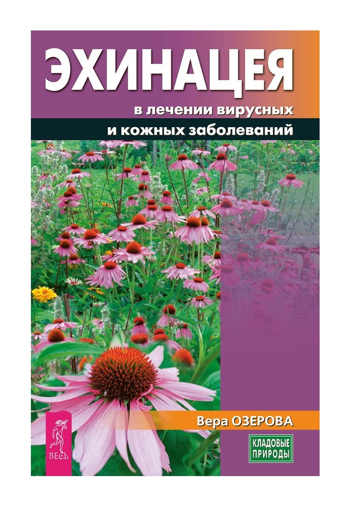 Ехінацея в лікуванні вірусних та шкірних захворювань