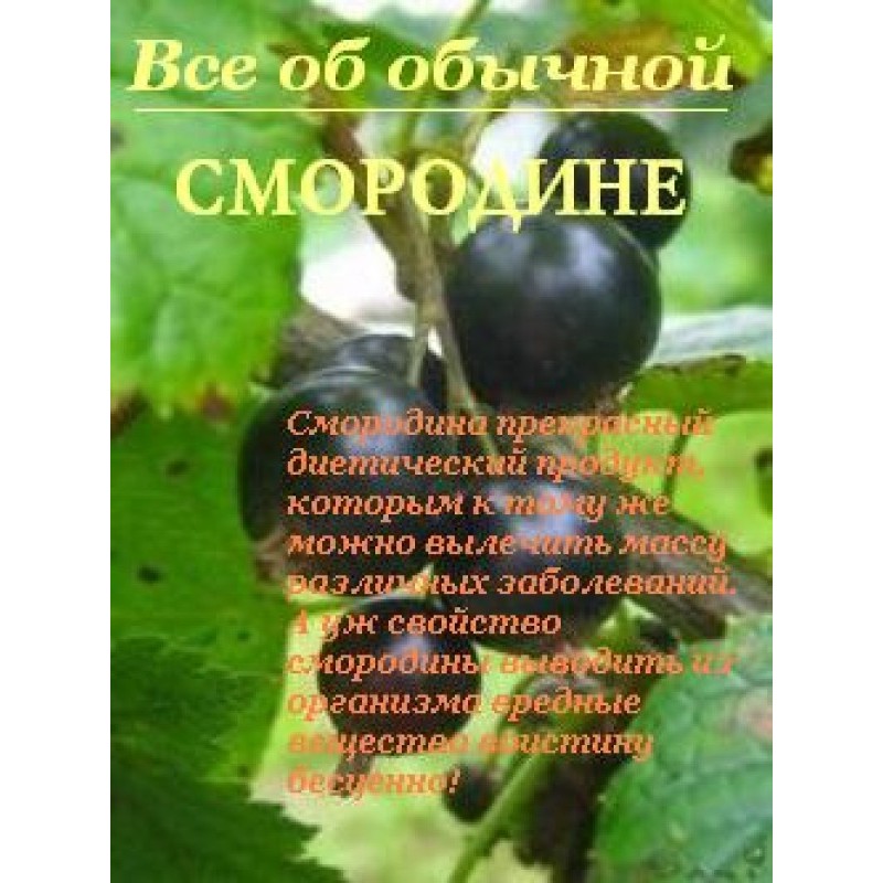 All about ordinary currants