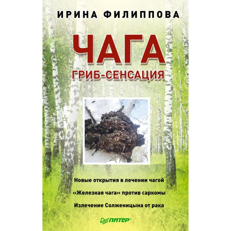 Чага. Гриб-сенсация