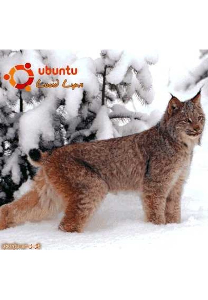 Руководство по переходу на Ubuntu 10.04 LTS «Lucid Lynx»