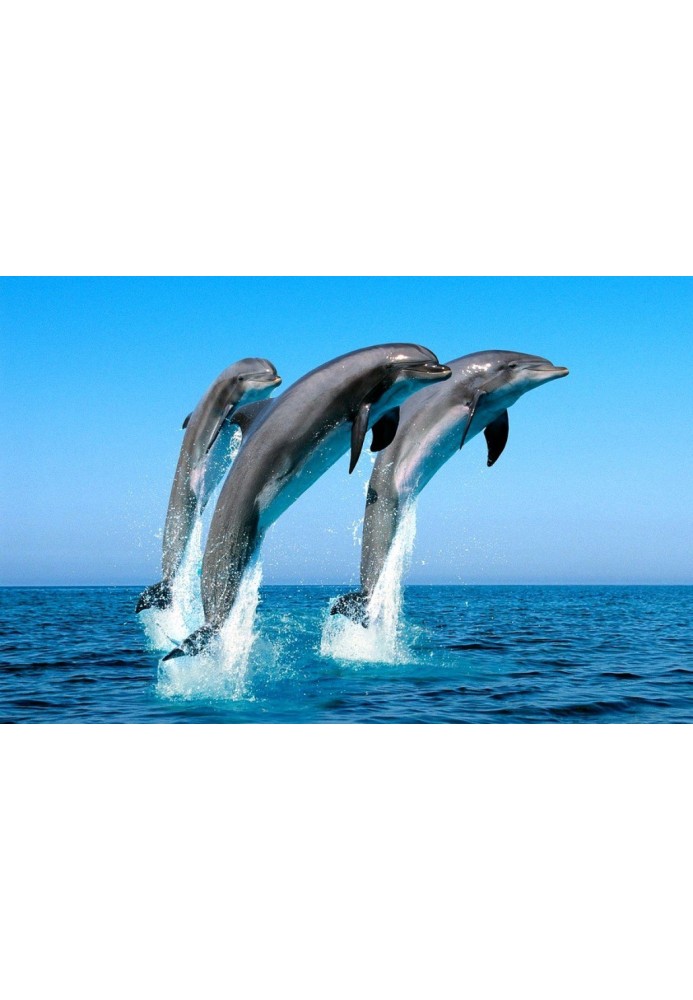 These amazing dolphins