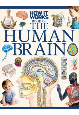 The Human Brain