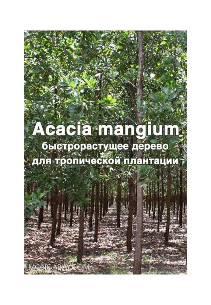 Acacia mangium - быстрорастущее дерево для тропической плантации