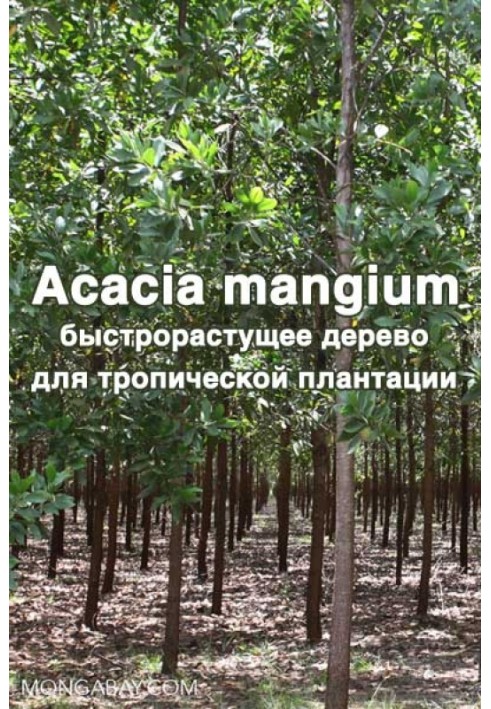 Acacia mangium - быстрорастущее дерево для тропической плантации