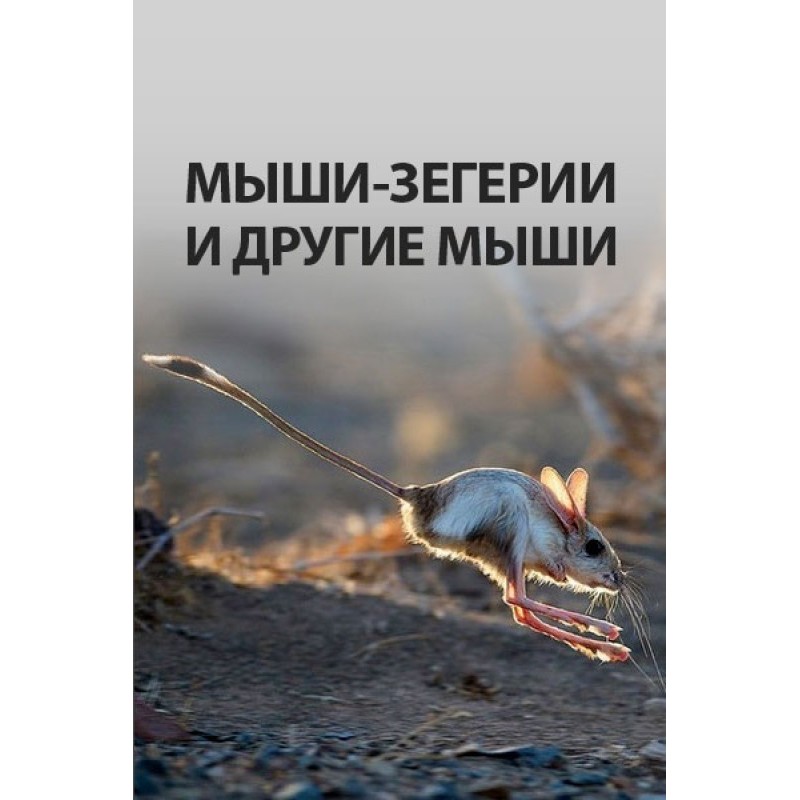 Zegeria and other mice