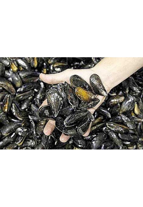 Common mussel