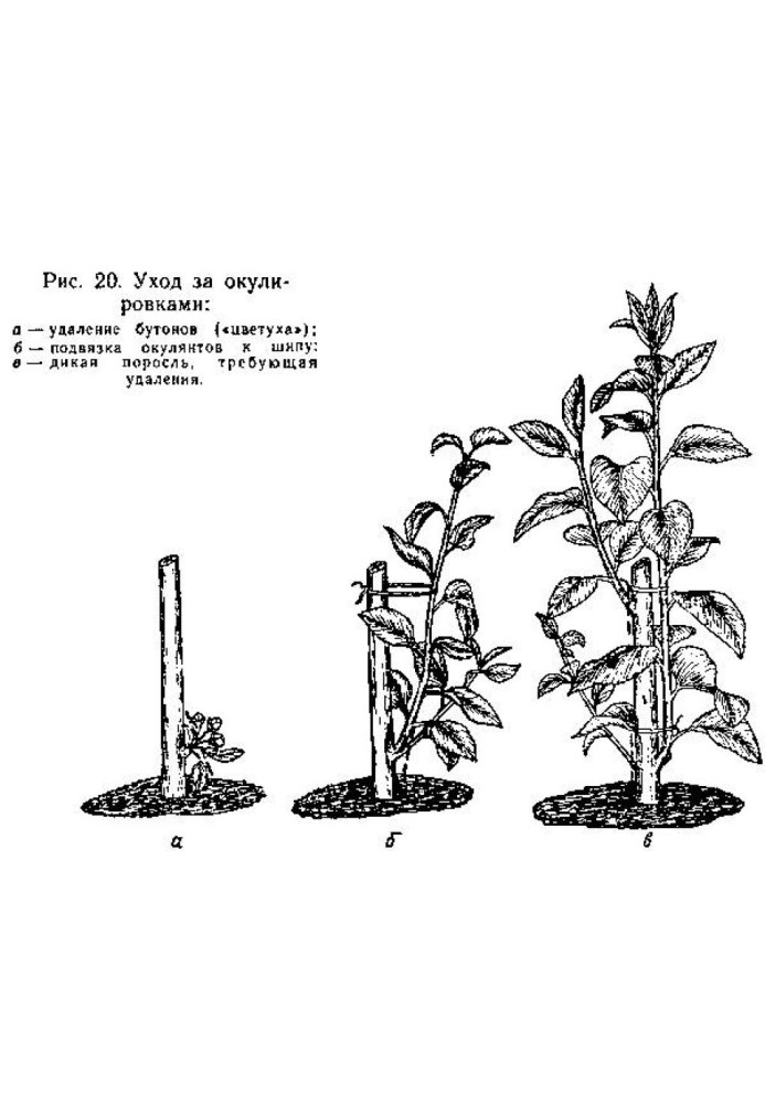 Grafting of fruit trees