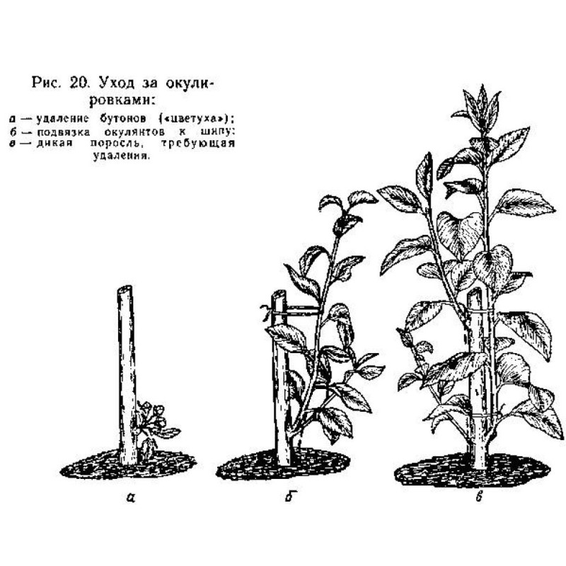 Щеплення плодових дерев