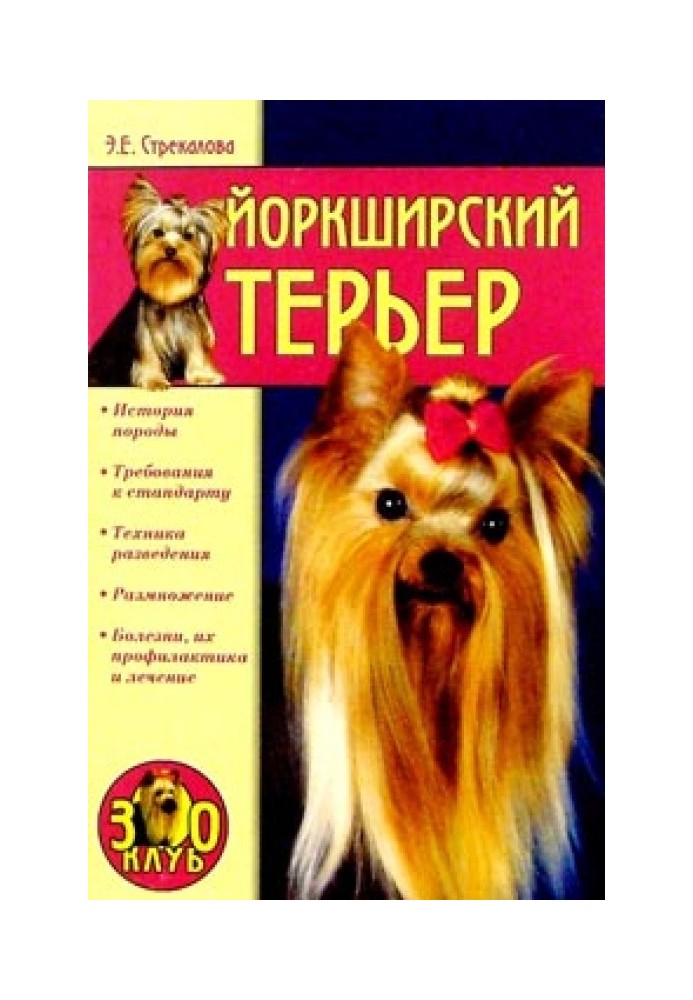 Yorkshire Terrier