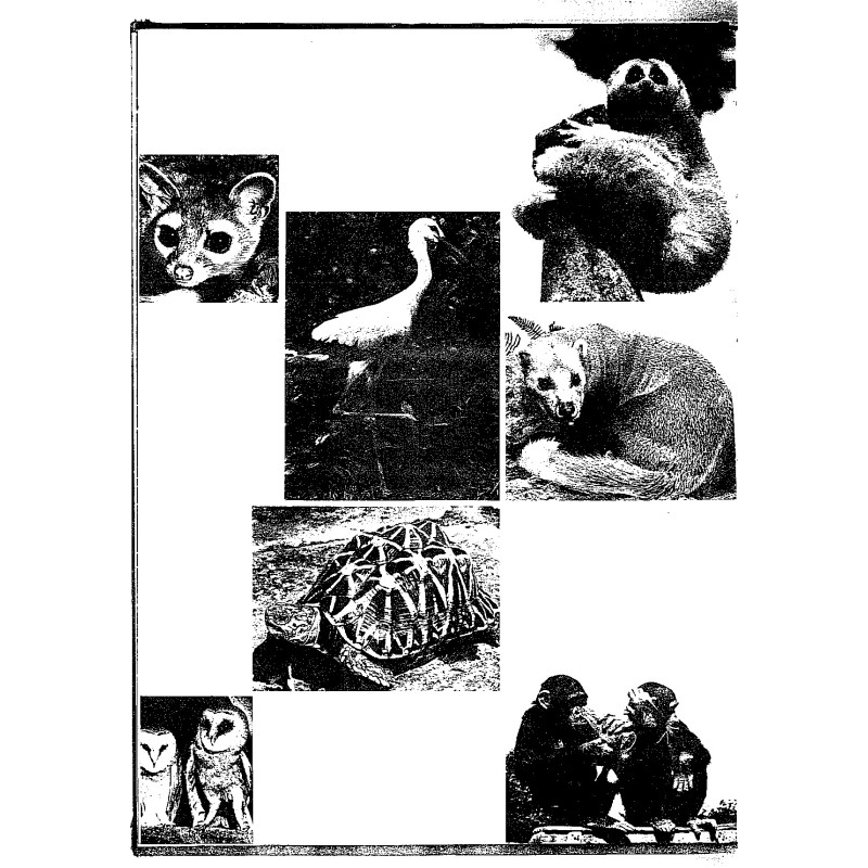 Островной зоопарк