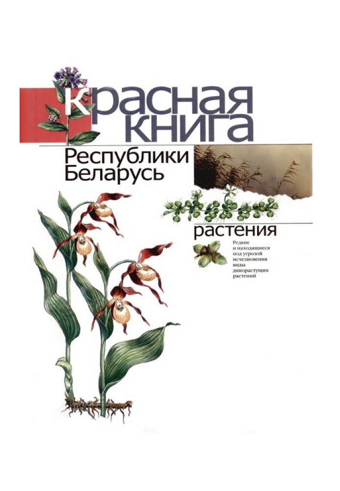 Красная книга Республики Беларусь: Редкие и находящиеся под угрозой исчезновения виды дикорастущих растений