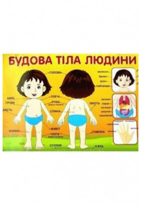 Poster. The structure of the human body