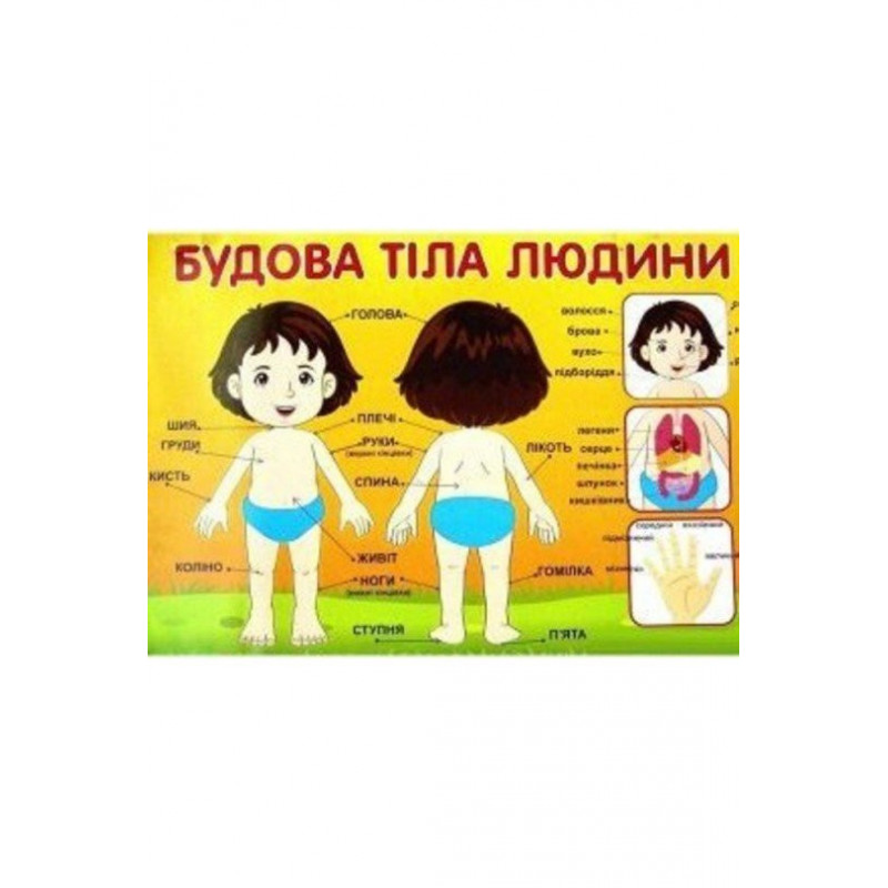 Плакат.Будова тіла людини