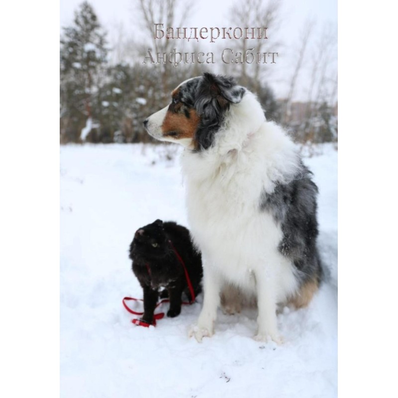 Бандеркони