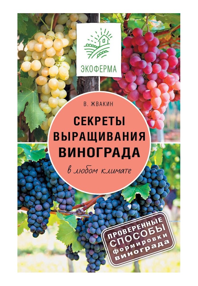 Секрети вирощування винограду у будь-якому кліматі. Перевірені способи формування винограду