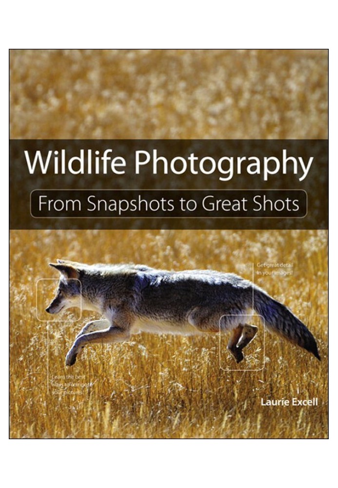 Wildlife Photography